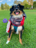 Puppy For Sale - Premier Pups Mini Aussie Being Cute