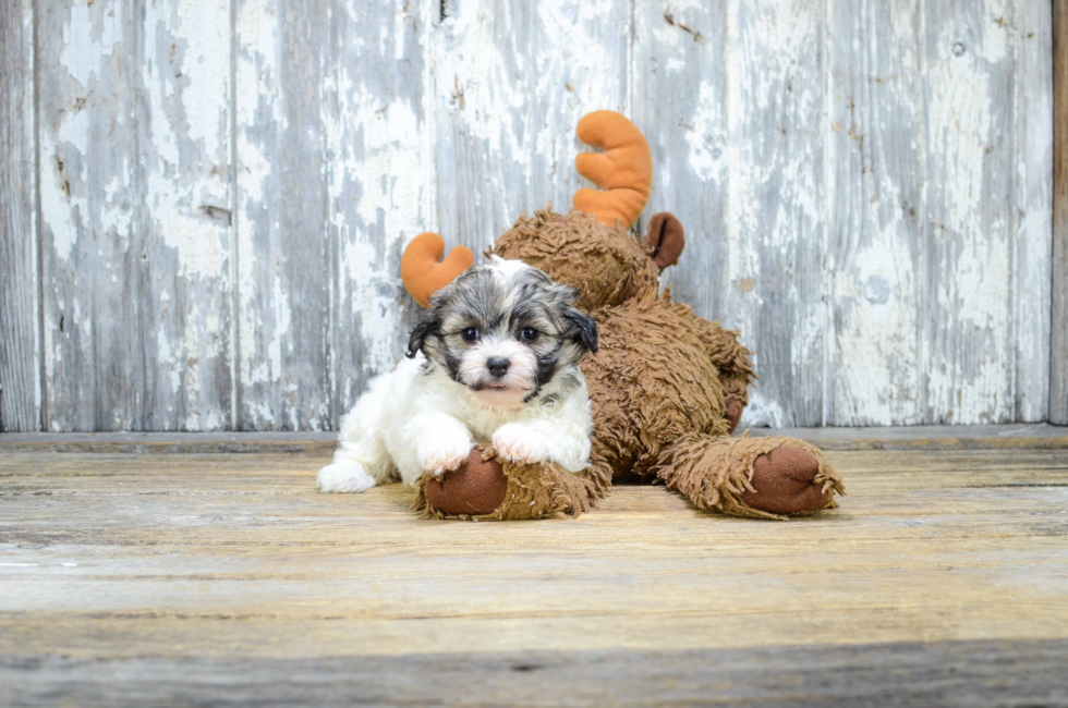 Premier Pups for sale in Ohio Buy or adopt a puppy breed on Premier Pup