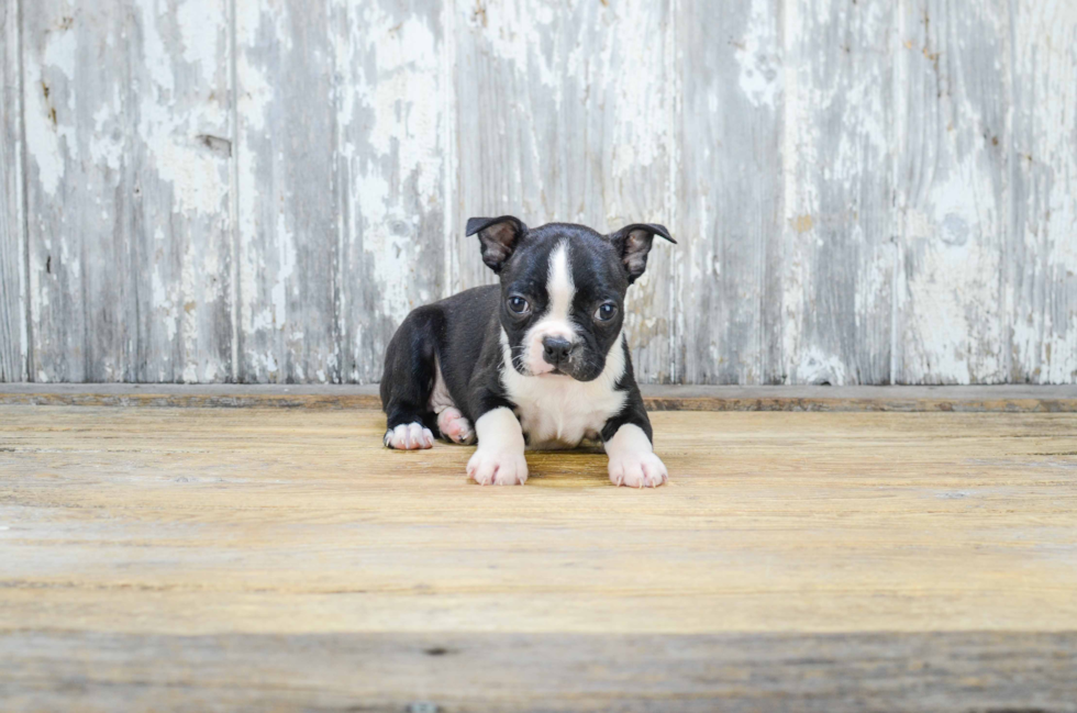 Boston Terrier Pup Being Cute