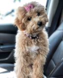 Funny Bichapoo Poodle Mix Pup