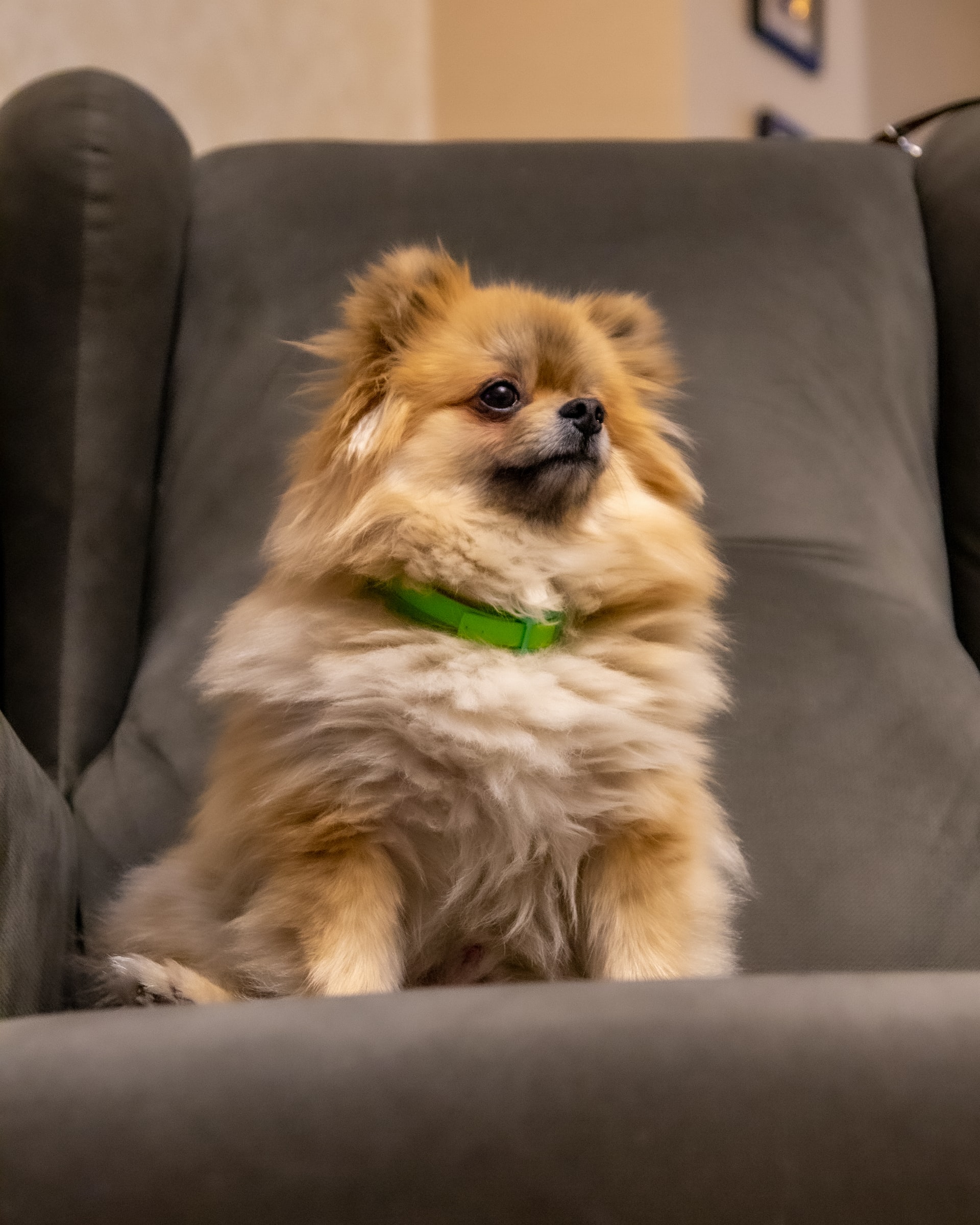 picture of a sable Pomeranian