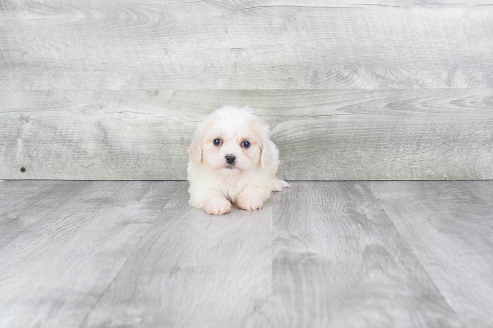 Meet Demitry - our Cavachon Puppy Photo 2/3 - Premier Pups