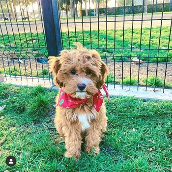 cute Cavapoo sitting in the grass