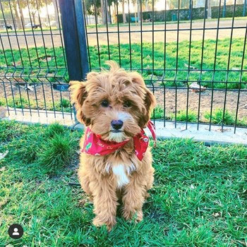 cream and white Cavapoo sitting in the grass