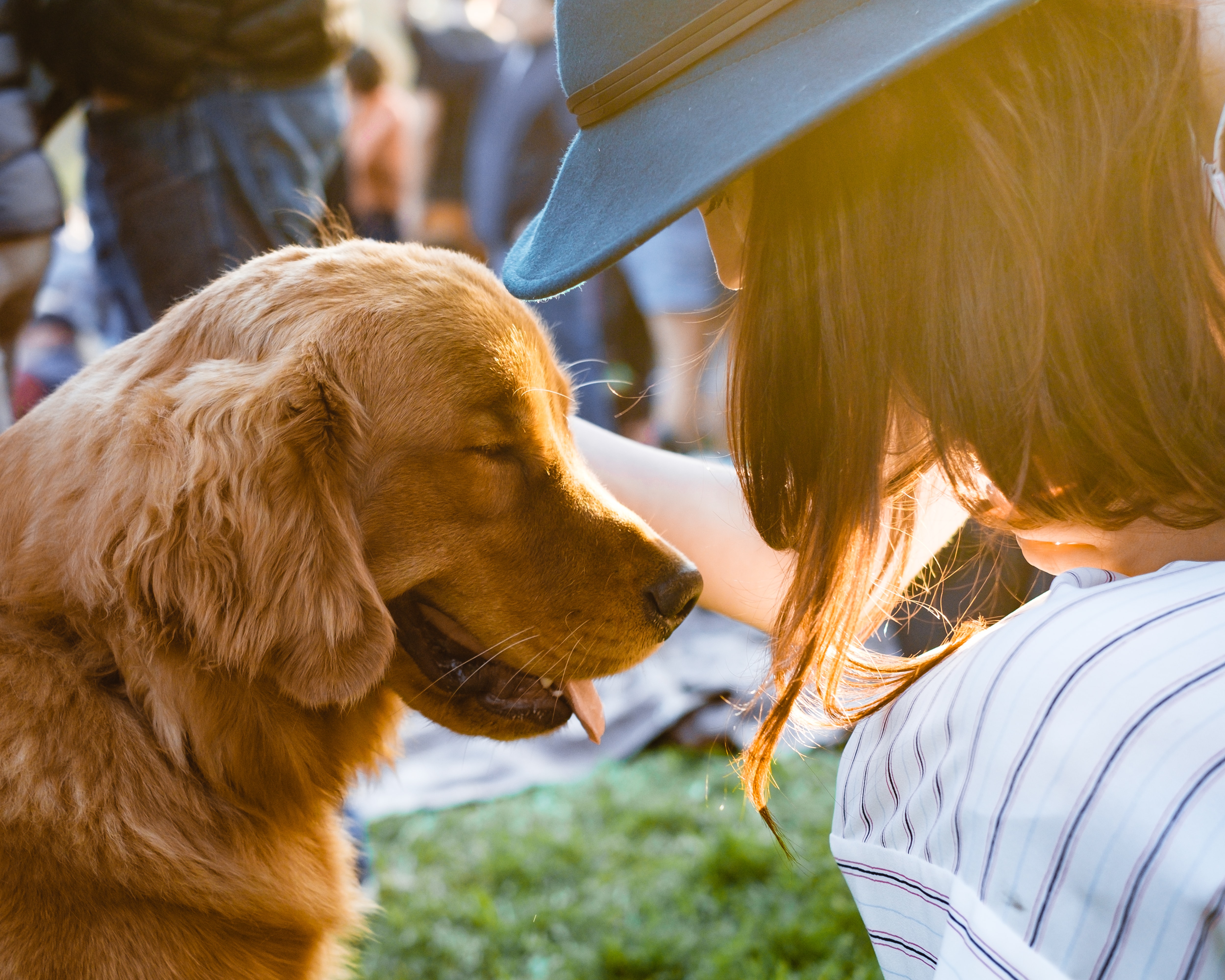 person petting a brown dog