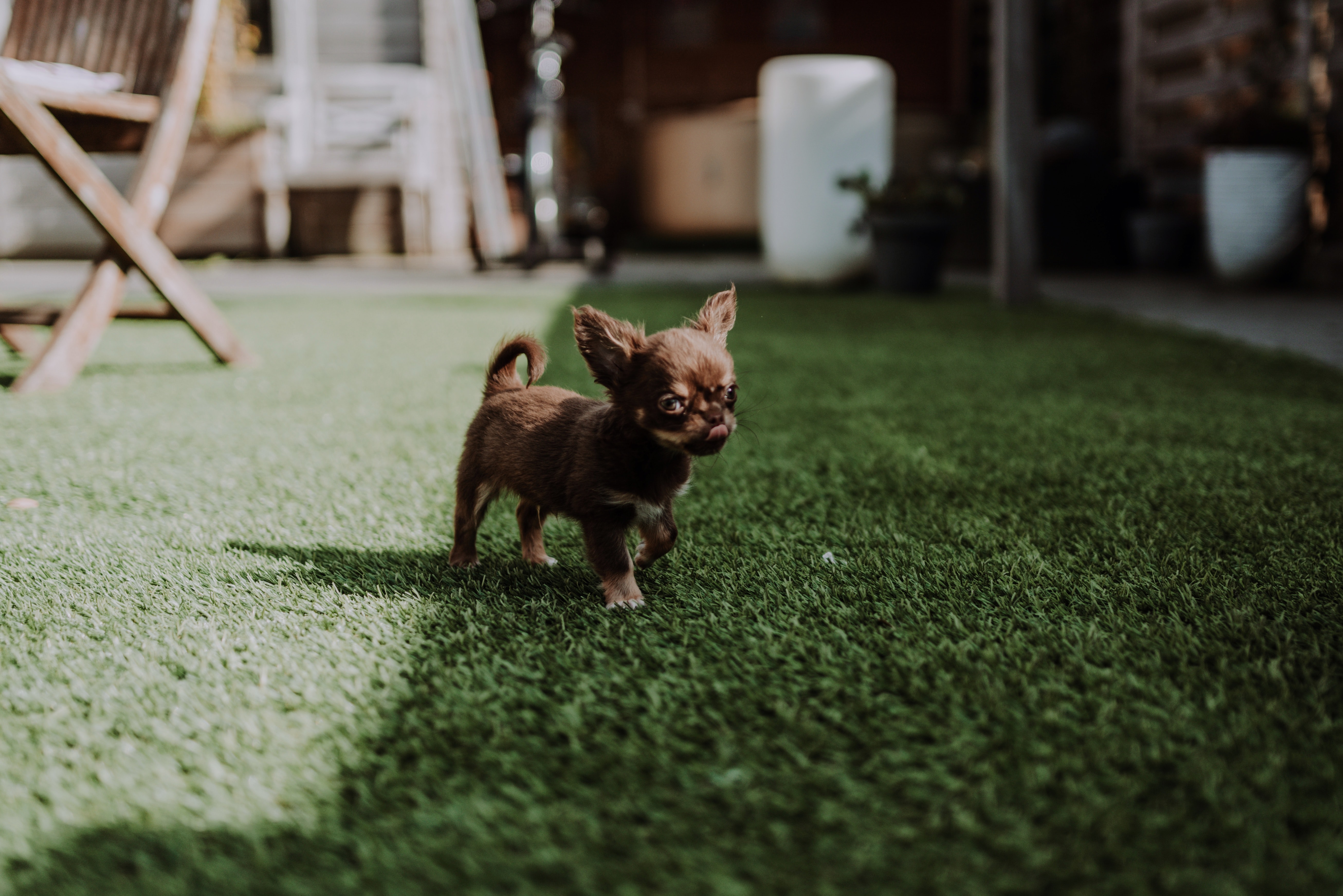 small brown dog standing on artificial grass