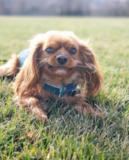 Puppy For Sale Premier Pups Cavalier King Charles Spaniel Being Cute