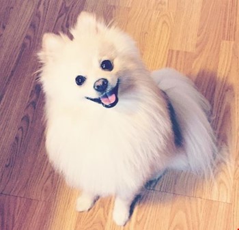 fluffy Pomeranian puppy looking at its owner and smiling