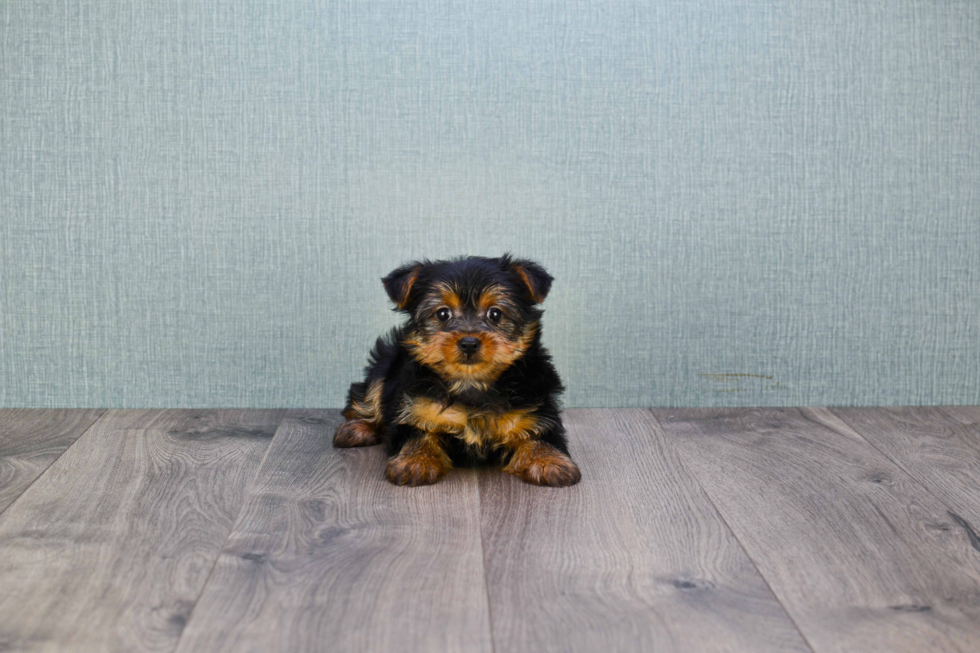 Meet Izzie - our Yorkshire Terrier Puppy Photo 