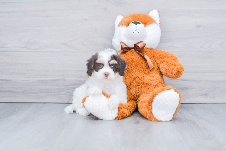 Meet Sedona - our Mini Bernedoodle Puppy Photo 1/4 - Premier Pups