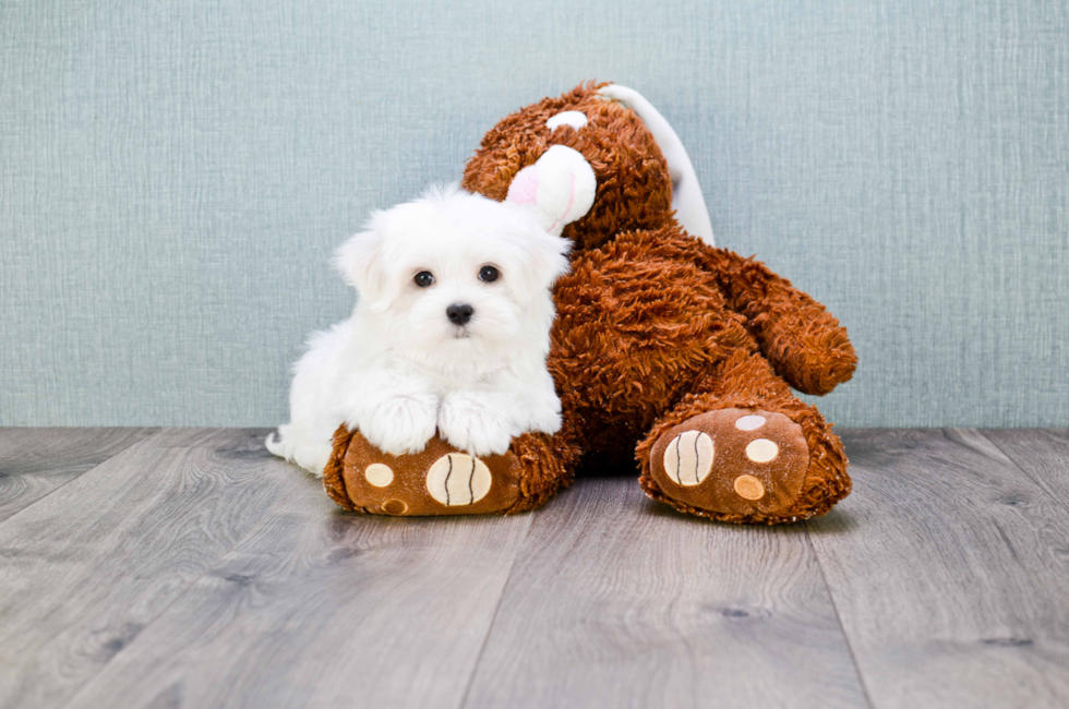 Small breed puppies for sale Teacup Pups for sale in Ohio Premier Pups