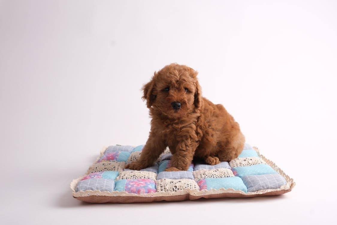 brown Cockapoo puppy sitting on a pillow