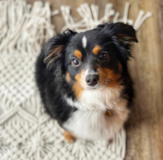 Hypoallergenic Mini Aussie Pup