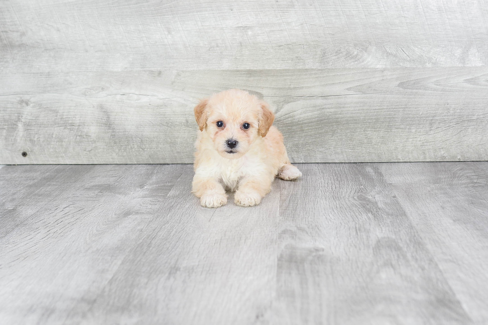 Meet Denise - our Maltipoo Puppy Photo 3/3 - Premier Pups