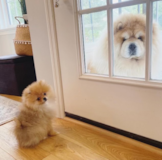 Pomeranian Dog Breed: Useful Information - Premier Pups Pomeranian Being Cute