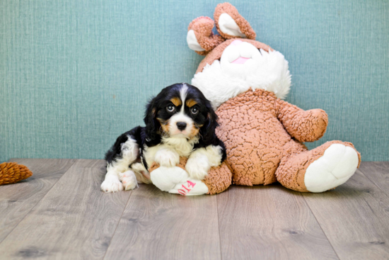 Little Cavalier King Charles Spaniel Baby