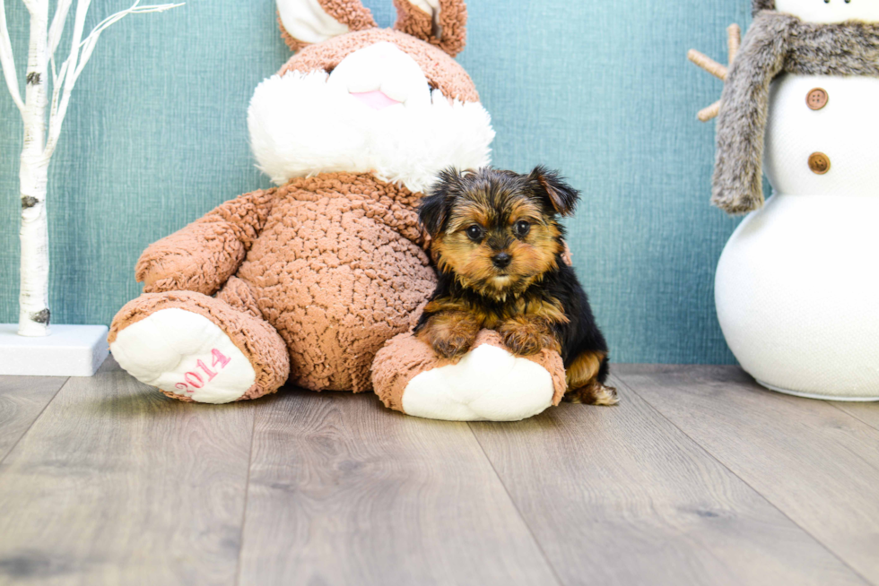 Meet Teacup-Roscoe - our Yorkshire Terrier Puppy Photo 