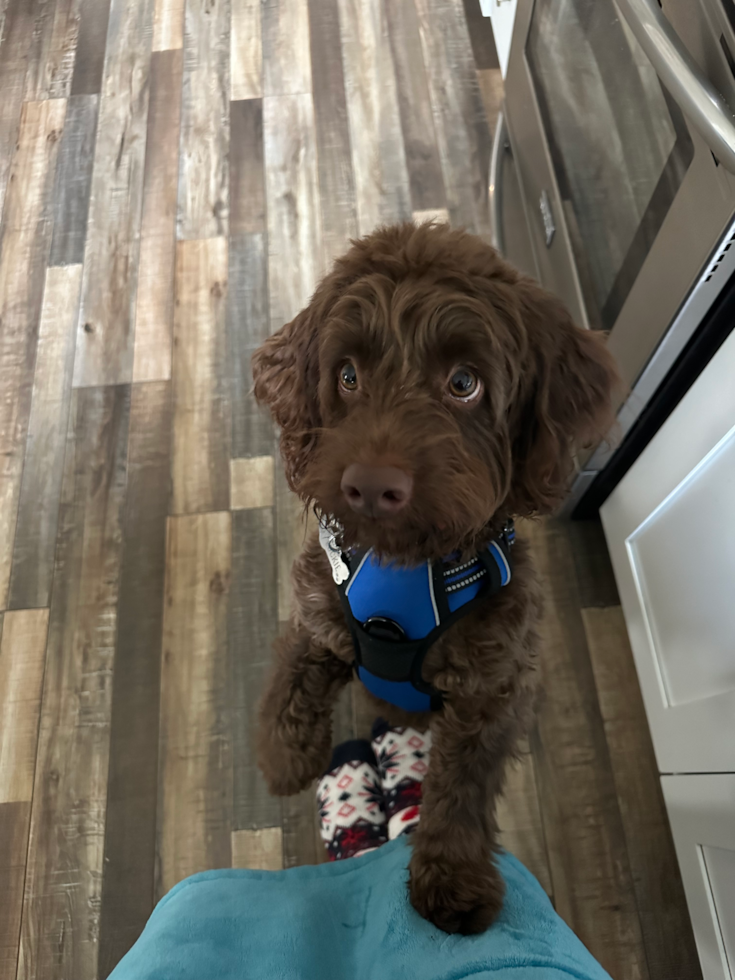 brown cockapoo looking up at its owner - do cockapoo dogs bark a lot - premier pups