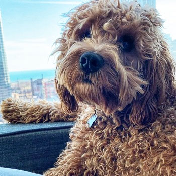 brown cockapoo dog in a car