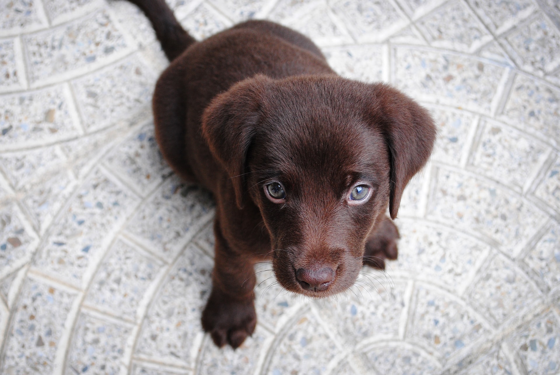 chocolate labrador