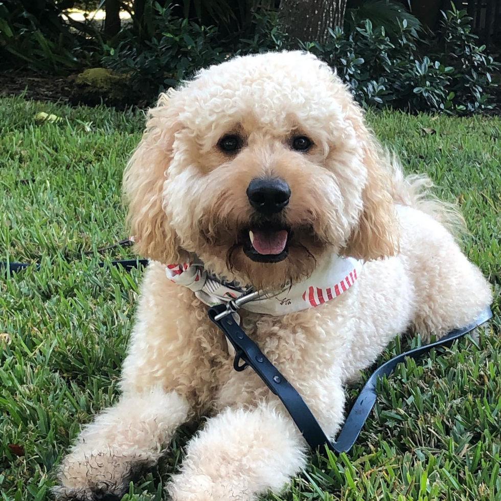 groomed white goldendoodle mini sitting on grass wearing a leash