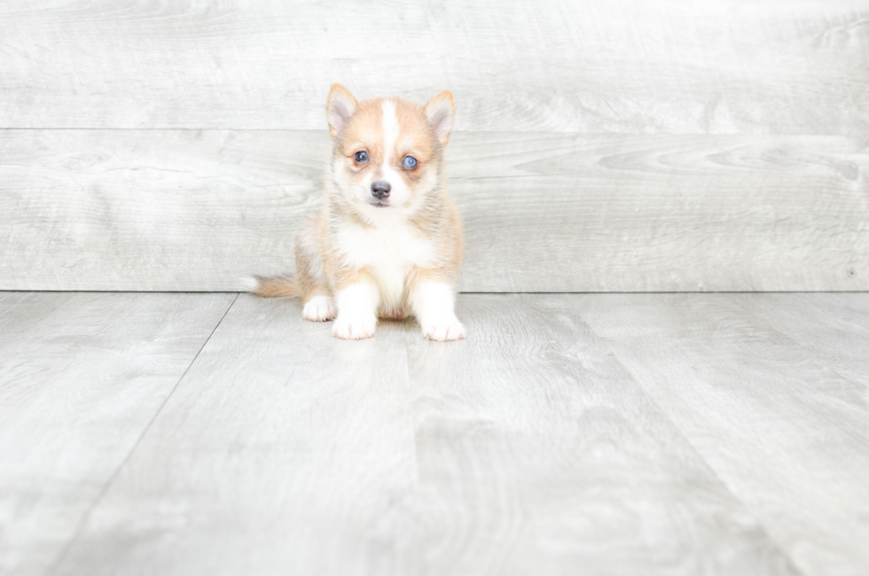 Pomsky for sale near me