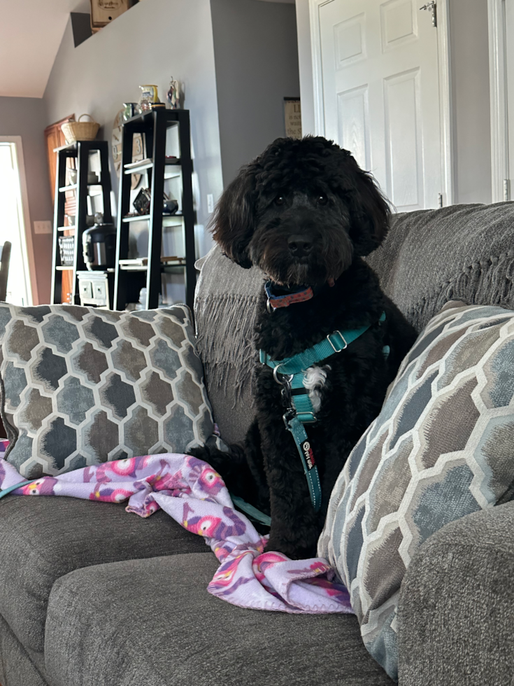 black mini bernedoodle full grown adult sitting on a couch 