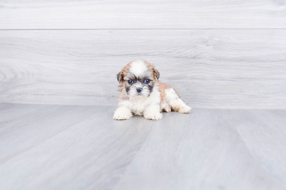 Meet Aiden - our Teddy Bear Puppy Photo 1/4 - Premier Pups