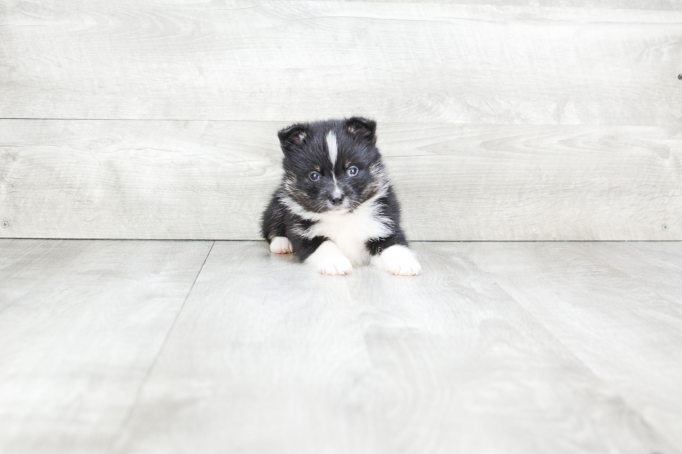 Meet Jax - our Pomsky Puppy Photo 2/4 - Premier Pups