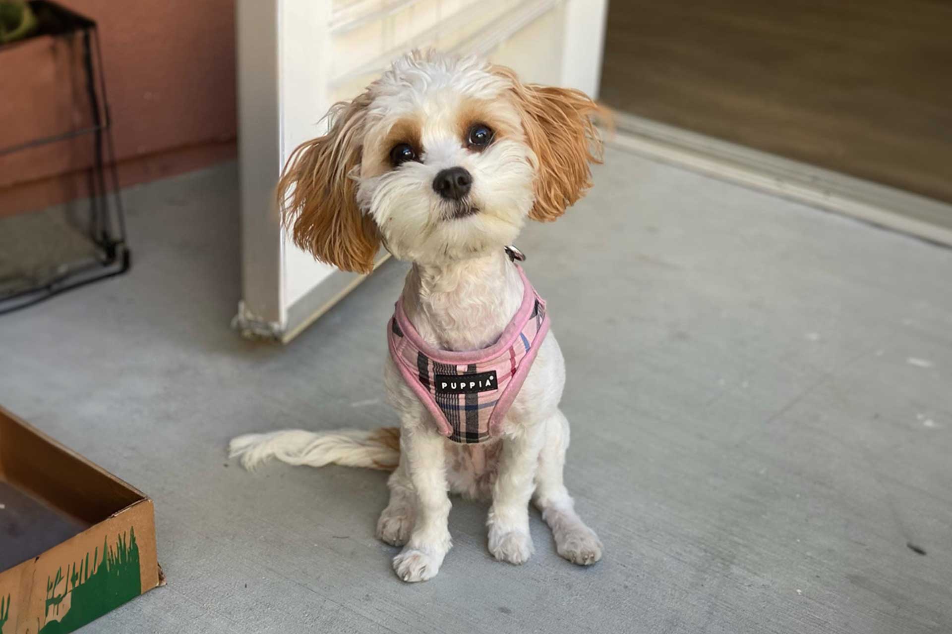 Cavachon puppy