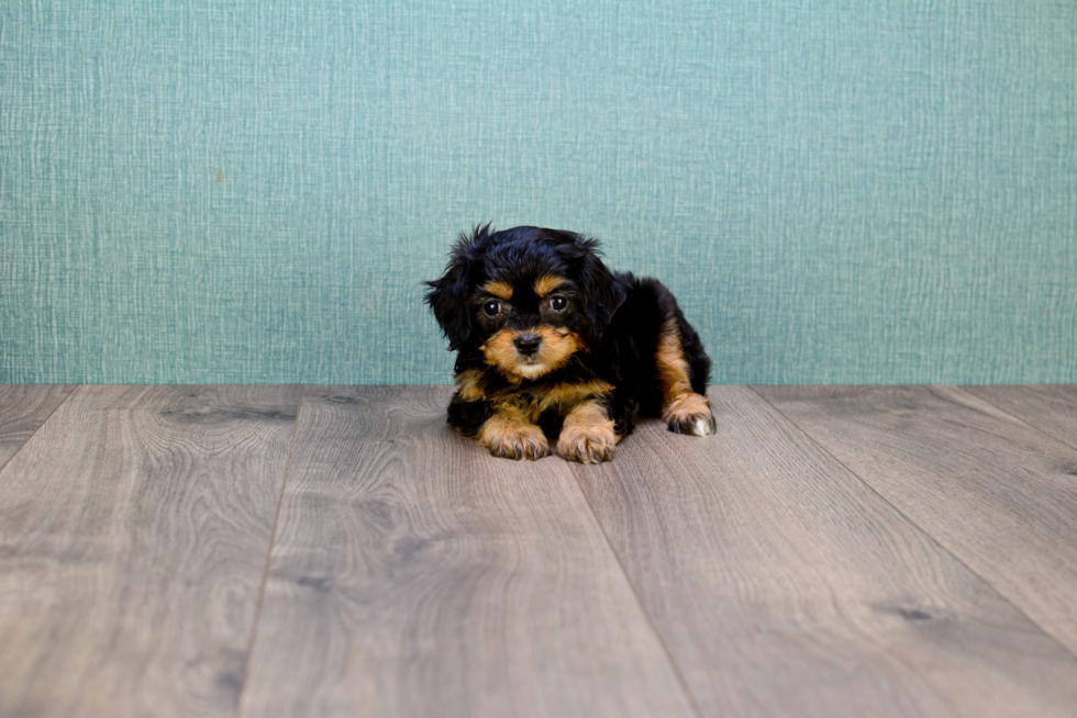 Meet Gwenith - our Cavachon Puppy Photo 