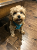 Little Cavapoo Poodle Mix Pup