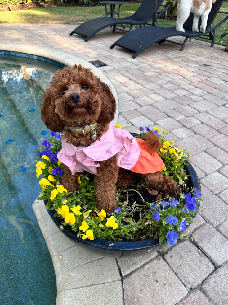 female cockapoo haircuts - female cockapoo wearing a cute outfit