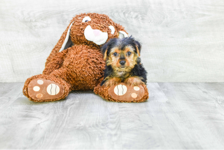 Meet Snickers - our Yorkshire Terrier Puppy Photo 1/1 - Premier Pups