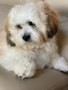 Teddy Bear Dog - The Ultimate Guide - Premier Pups