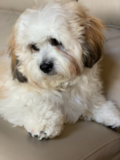 Teddy Bear Dog - The Ultimate Guide - Premier Pups Small Teddy Bear Designer Pup