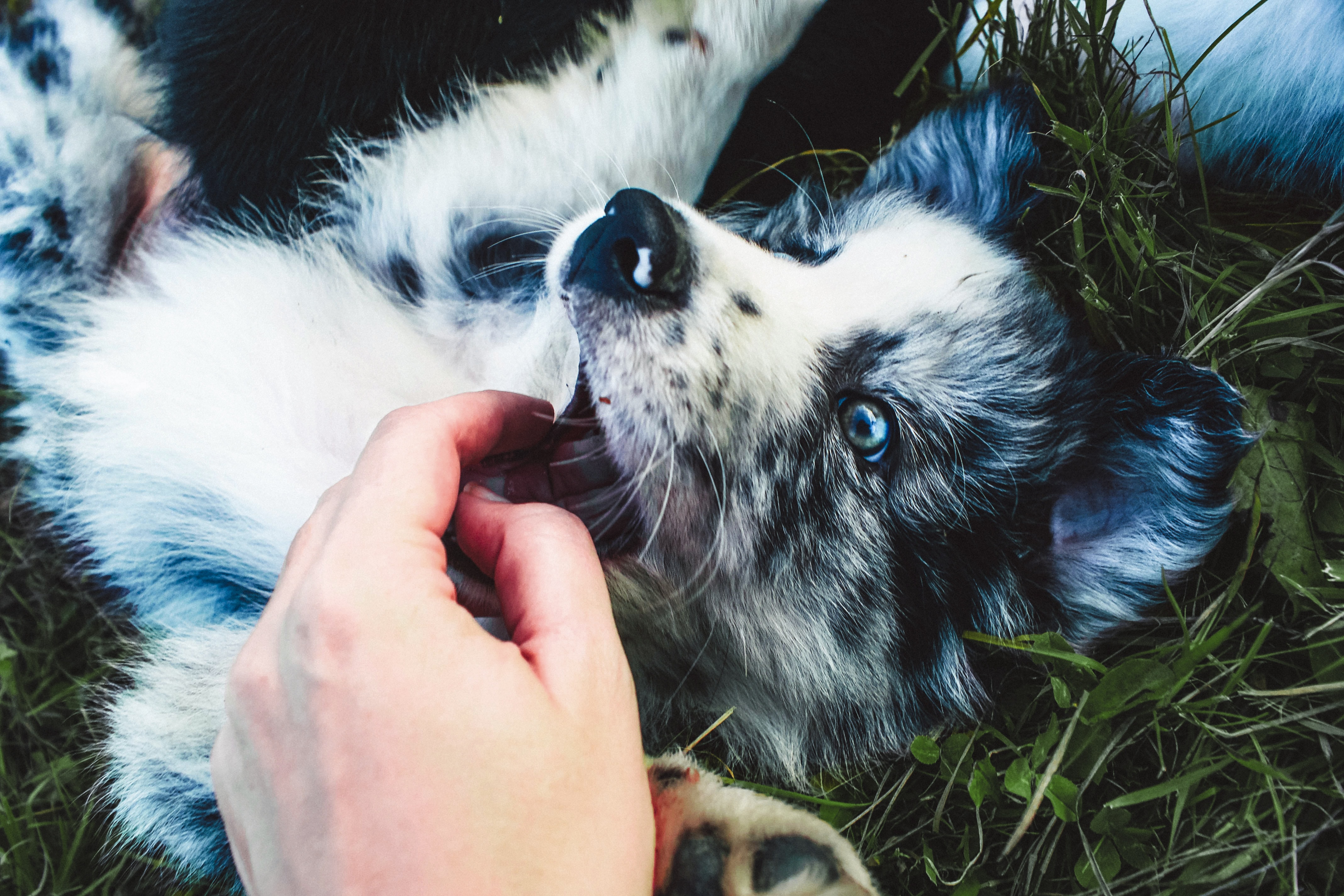 a puppy playfully biting