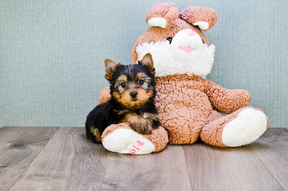 where can i buy a teacup yorkie akc yorkie puppies for sale buy teacup terrier pups where can i buy a teacup yorkie akc yorkie puppies for sale buy teacup terrier pups