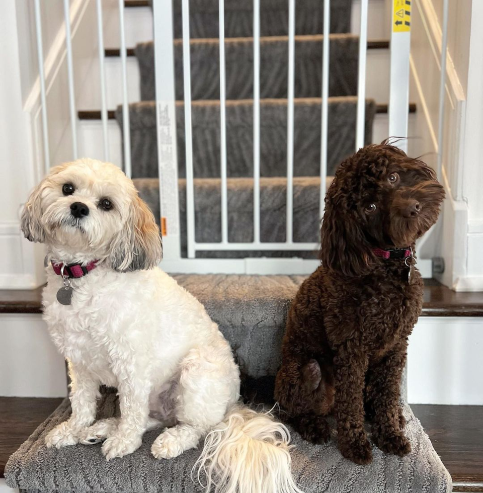 a white dog and a brown dog sitting at the bottom of a staircase - cockapoo crate training