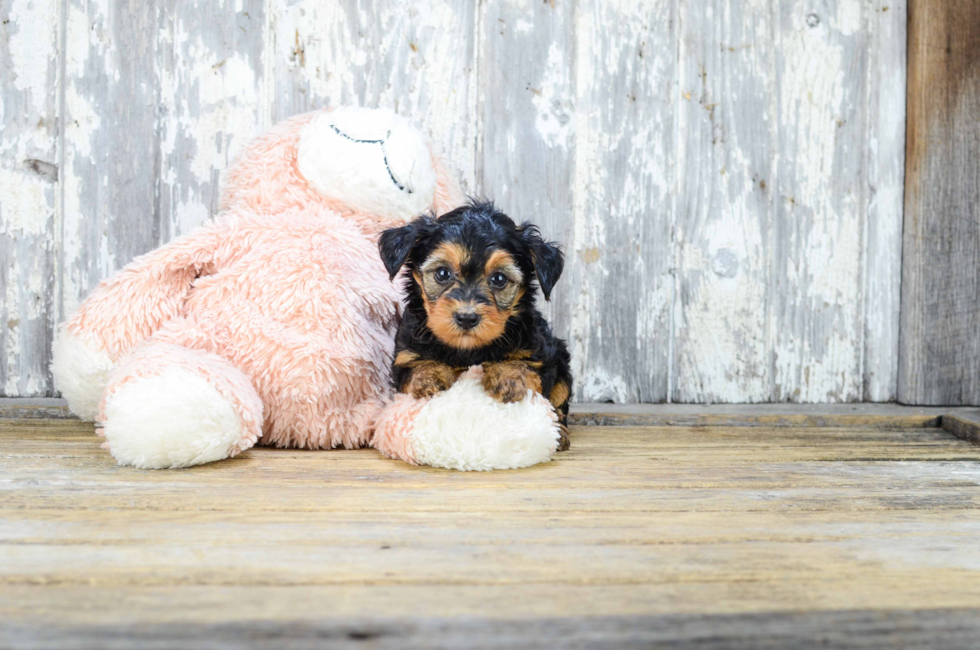6 week yorkie poo puppies teacup yorkie poo puppy 6 week yorkie poo puppies teacup yorkie poo puppy