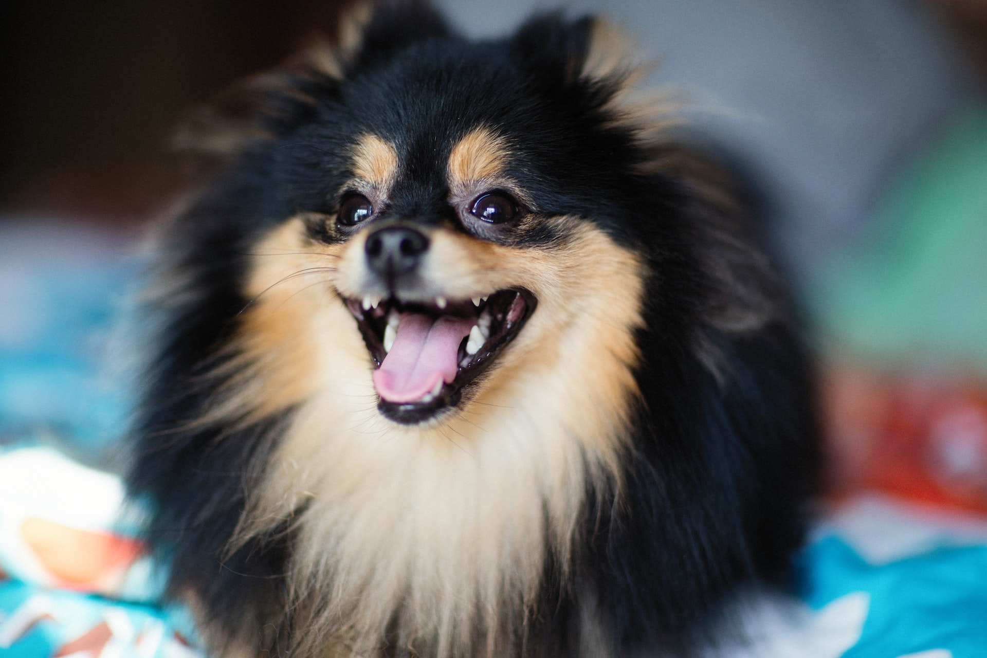 picture of a parti Pomeranian 