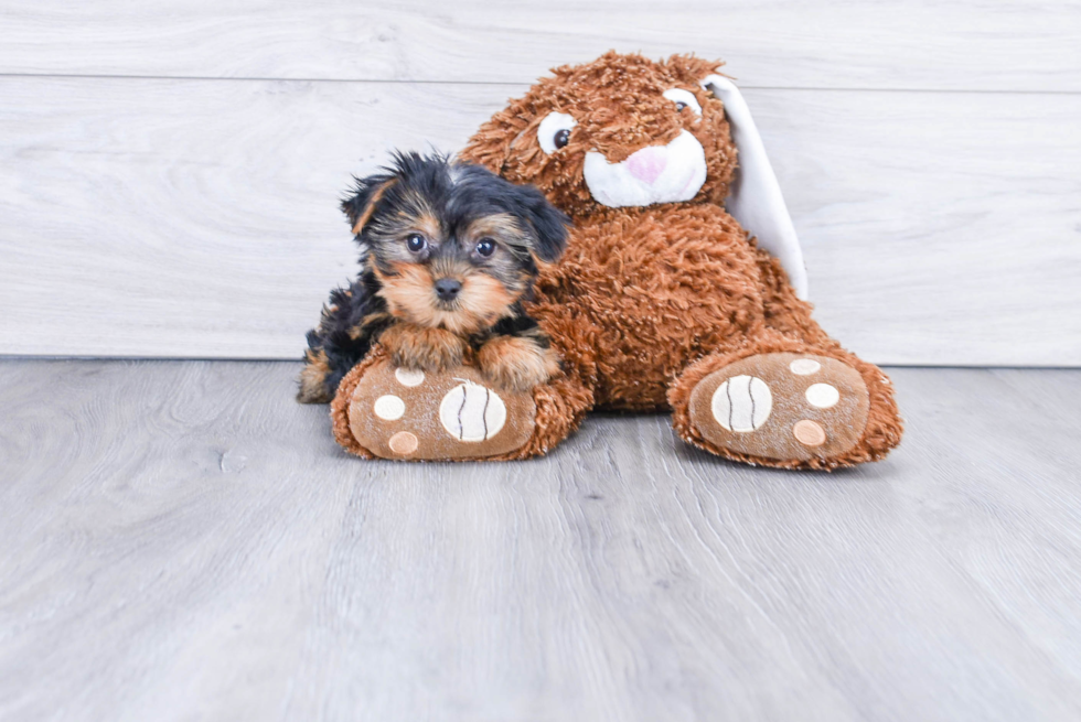 Meet Mike - our Yorkshire Terrier Puppy Photo 