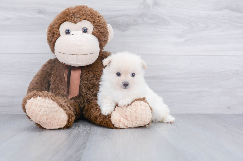 Pomeranian Puppies for Sale Online Comfortable US Shipping