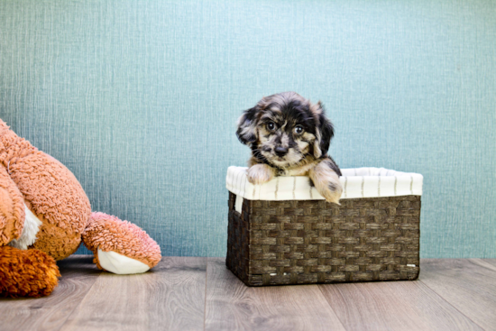 Popular Yorkie Poo Poodle Mix Pup