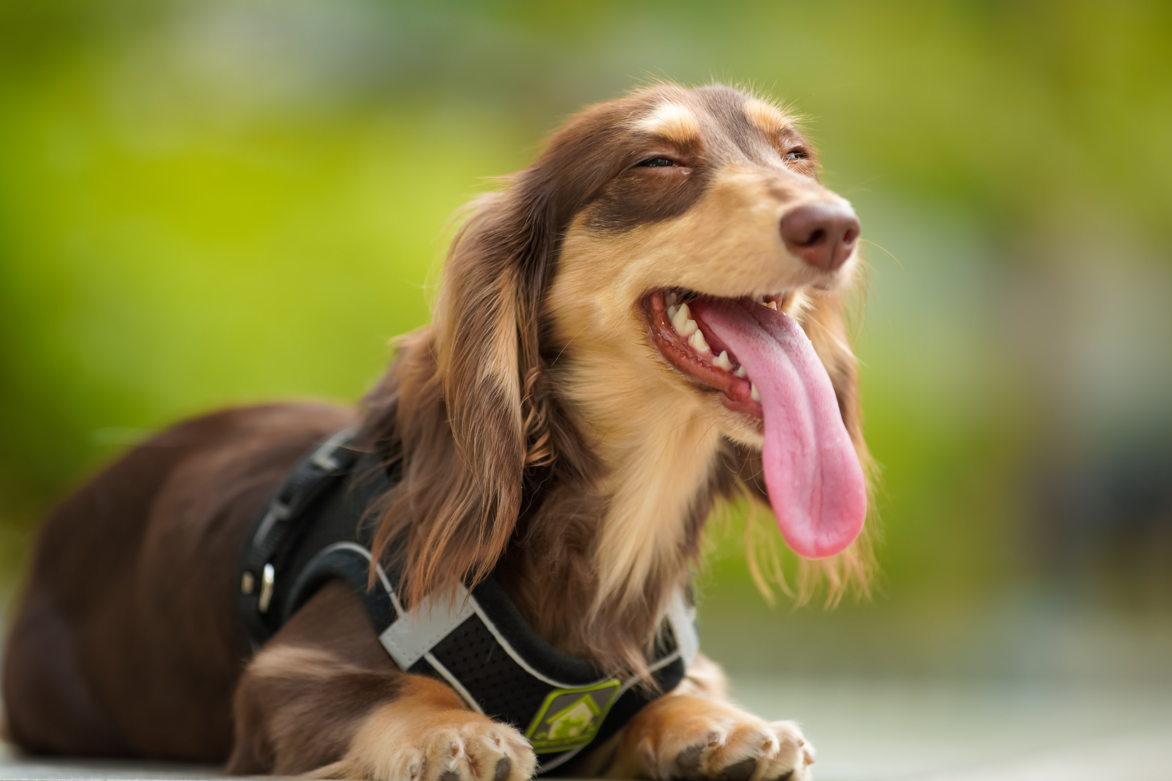 Long haired dachshund outlet hypoallergenic