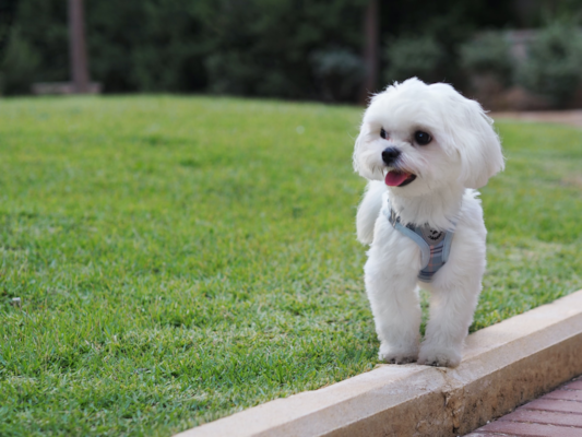 5 Facts About the Maltese Dog We Guarantee You'll Love