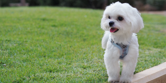 5 Facts About the Maltese Dog We Guarantee You'll Love
