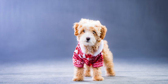 5 Fun Christmas Activities Your Dog Will Love