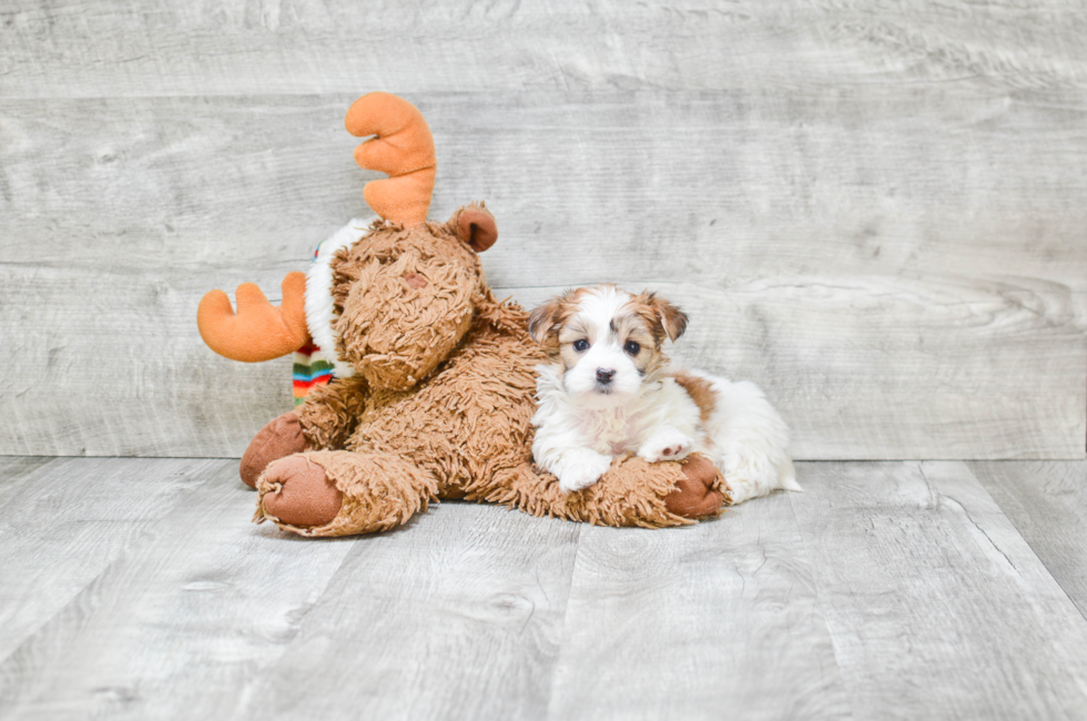 Small breed puppies for sale Teacup Pups for sale in Ohio Premier Pups