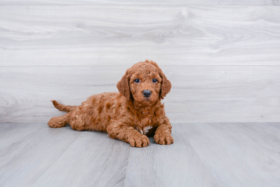 Meet Jimmy - our Mini Goldendoodle Puppy Photo 2/3 - Premier Pups